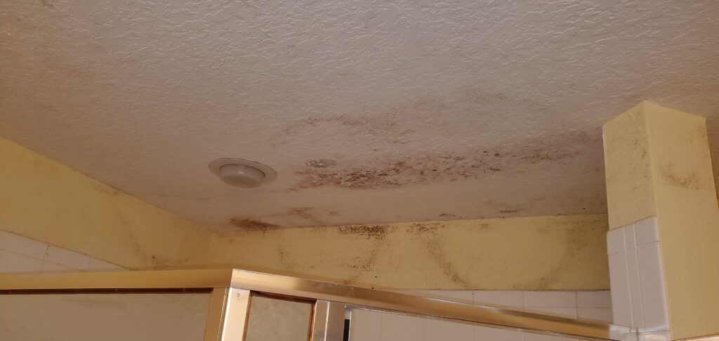 Mold-Remediation